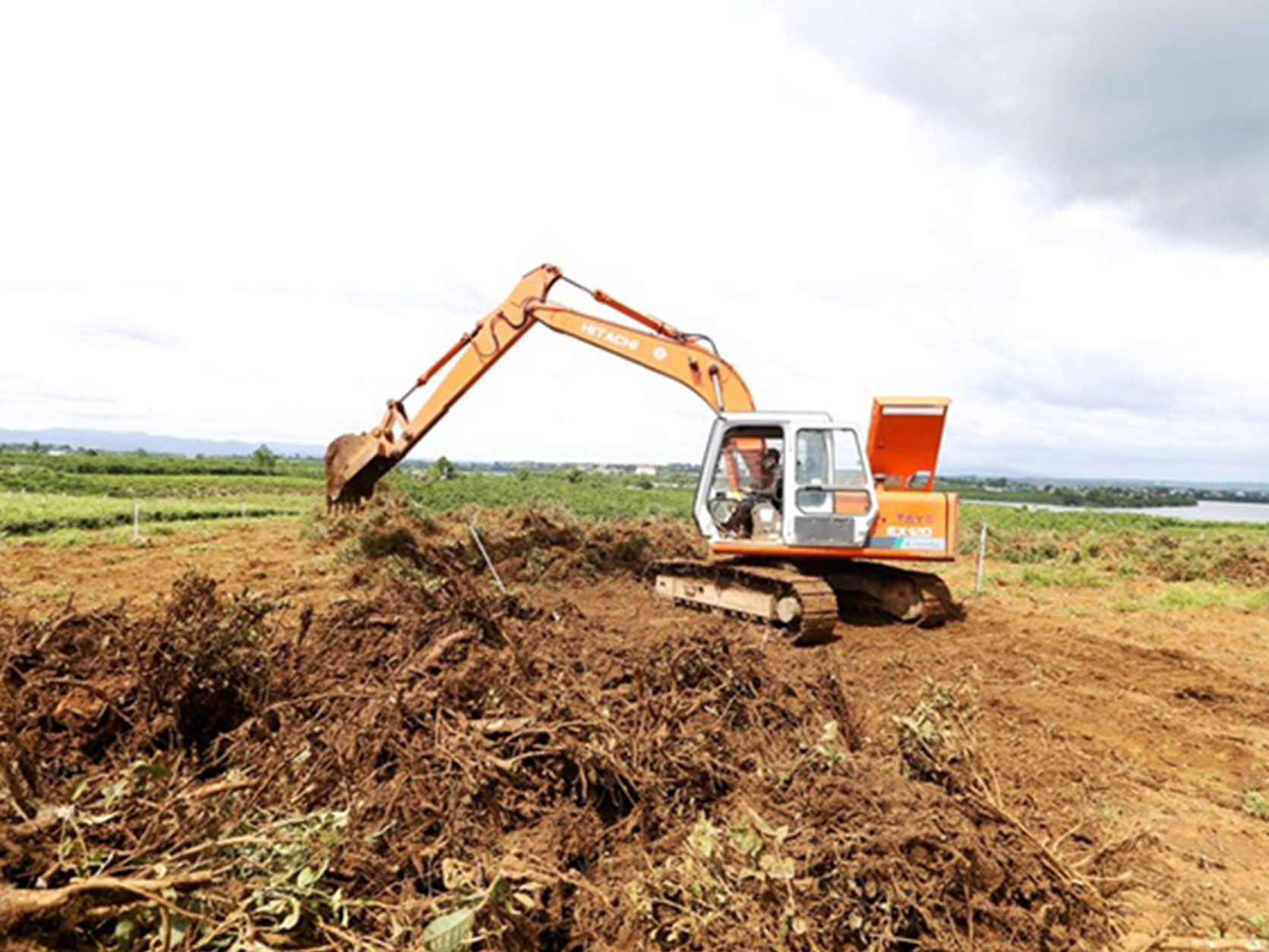 Thu nhập giảm sút, dân Lâm Đồng quay lưng với cây chè