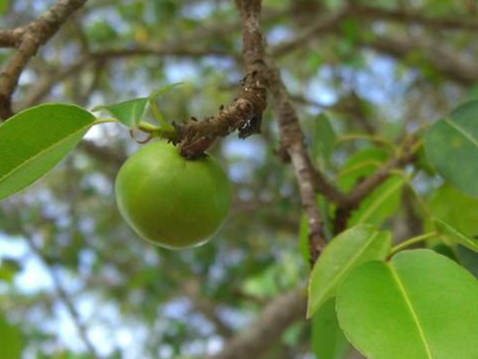 Hãi hùng "quái thảo" nguy hiểm: Chỉ đứng dưới trú mưa cũng chết